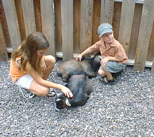 Katie and Timothy brushing the goats in the petting zoo.