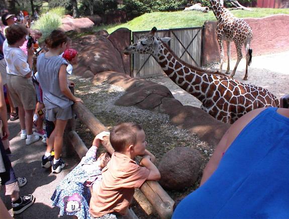 Timothy enjoyed seeing the Giraffes up so close.