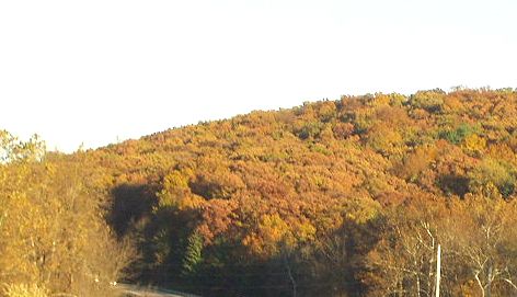 The trees were really pretty.