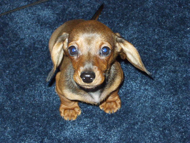 I don't have a name yet, Timmy & Elijah call me 'Doc'. I love my new home :)  (Mamaw's new puppy)  I'm cute!