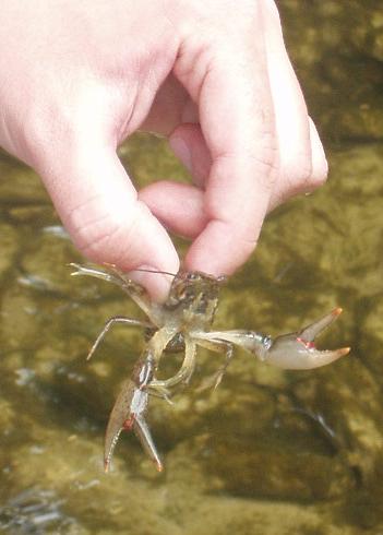 Eat your heart out Red Lobster :) hehehehe!!