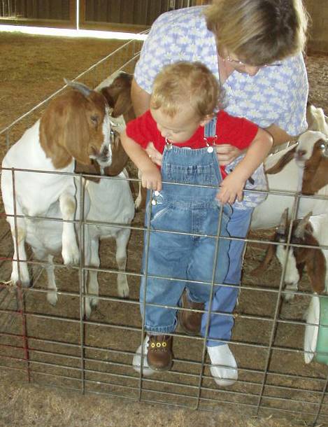 Mr. Goat to the left was teaching Elijah how to climb the fence.