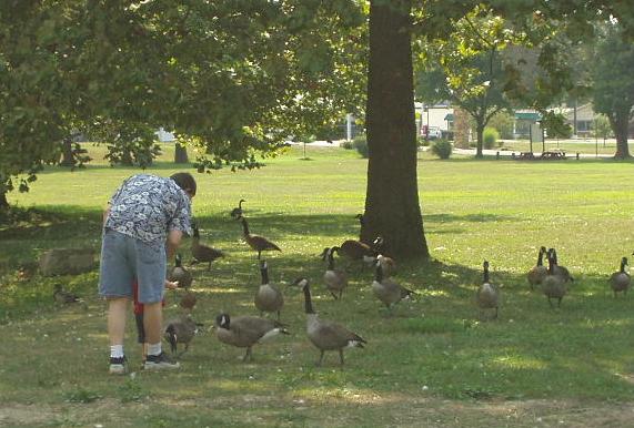 Daddy just loves these geese :) haha