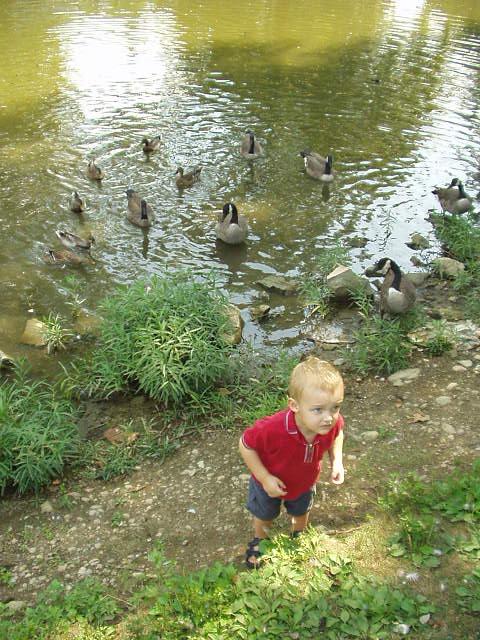 Are you sure I can't get in the water with the geese?