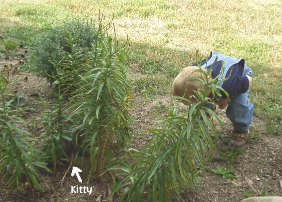 I found the kitty laying under the plants!