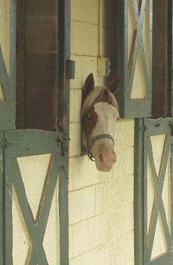 I like to feed Patch hay.
