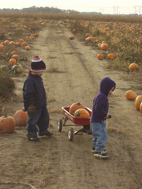 Timothy is wondering if he could fit in the wagon with the pumpkins :)