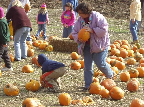 There are a lot of pumpkins to choose from. I think this one looks pretty big.