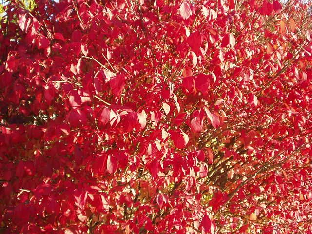 This could be my new favorite color :)