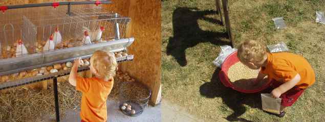 I fed the calf and collected eggs from the chicken :>