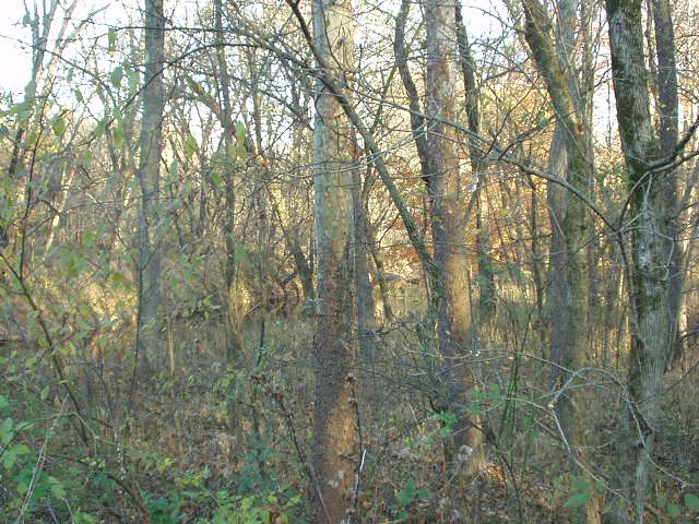 Ok, what animal is hiding in this picture?