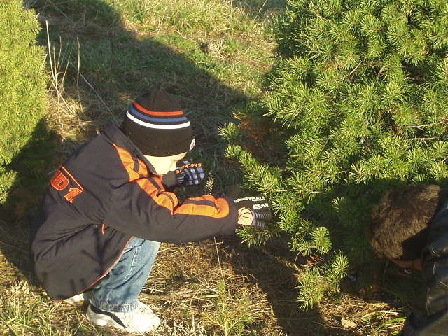 I'll catch the Christmas tree Daddy!!