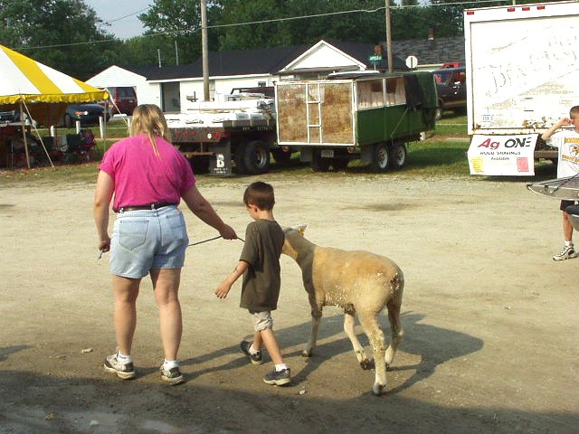 Scar has issues..so, Timothy has a new lamb named Spot :) Timothy is getting a couple of laps in with Spot and Mary :) hehe