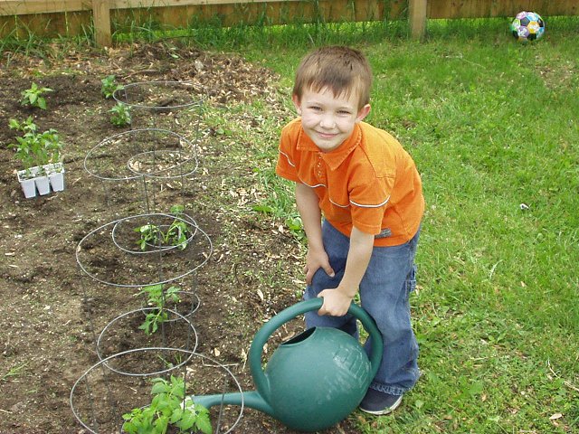 Timothy watering his tomato plant.