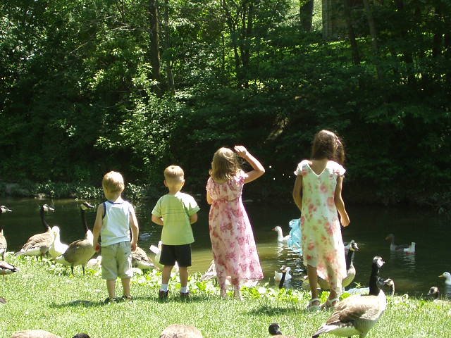 The kids at the park feeding the ducks and geese.