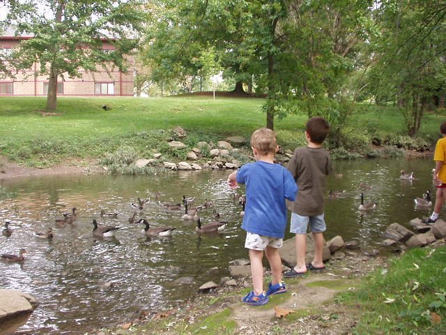 Timothy and Elijah are feeding the ducks and geese.