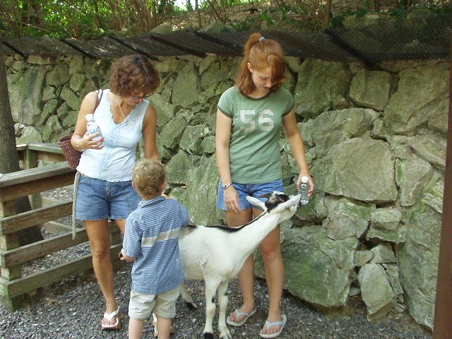 May I have a drink? Elijah decided to brush this goat also!