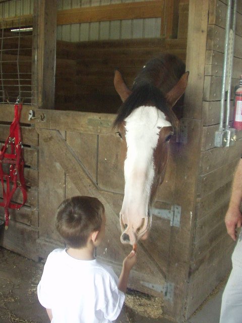 Timothy is feeding Uncle Bill's horse a carrot.