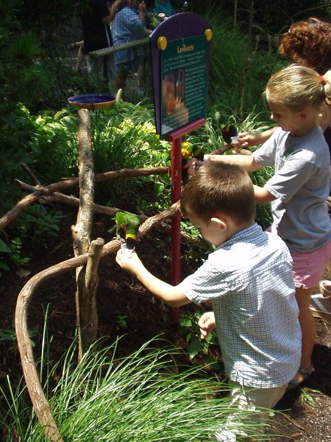 Timothy is feeding one of the Lorikeets all by himself :>