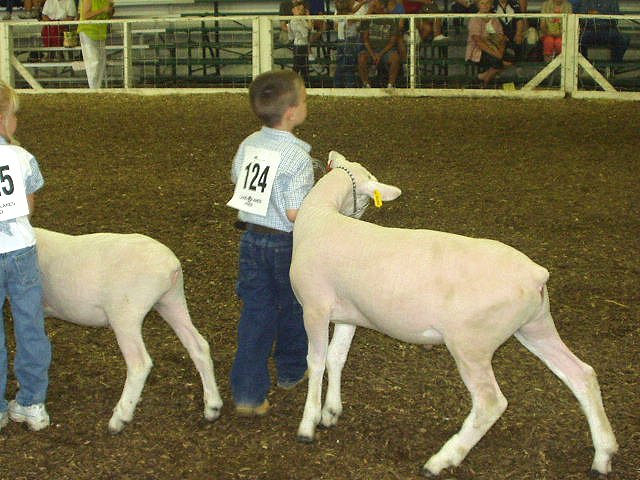 Timothy is leading Spot over to the judge.