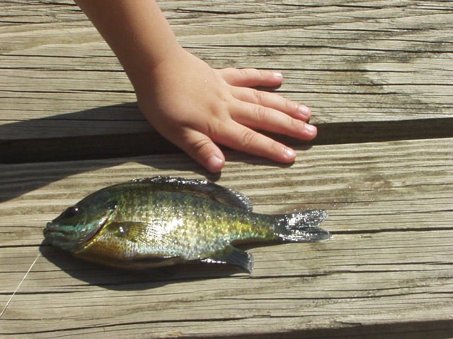 Elijah's first fish was bigger than his hand :) hehe