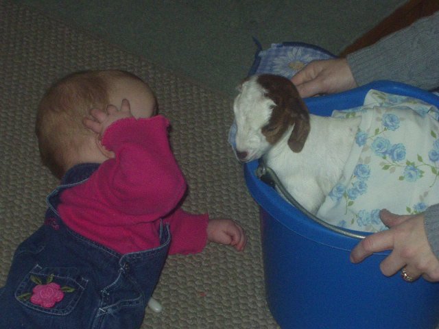 Is this a baby goat or a puppy?