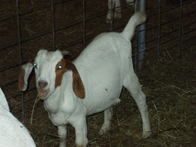 Daisy is a big girl now :)