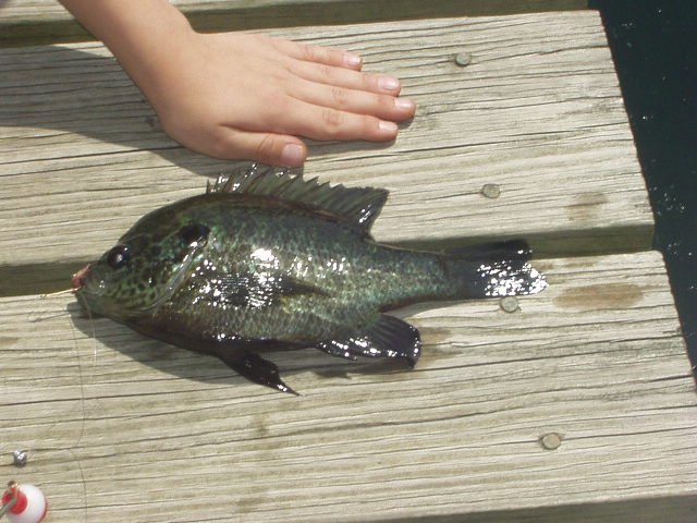 Check out the size of this bad boy!!!!