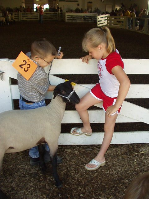 Tell me about your lamb Timothy.