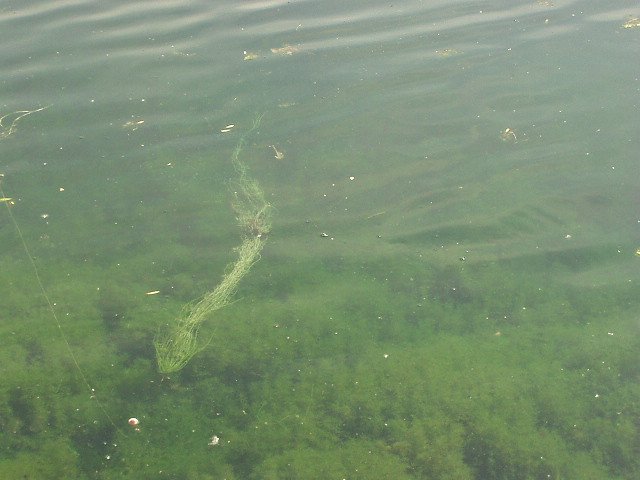 Timothy has named this a "Chinese Dragon"!