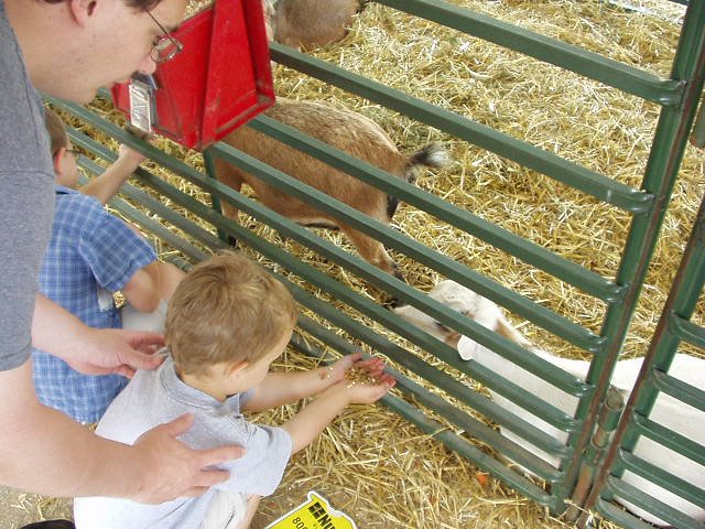 Daddy is helping Elijah feed the goat!