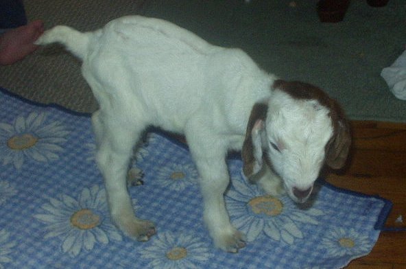 I am only 3 days old :)