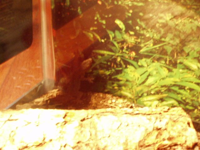 Elijah named his new pet 'dinosaur'.......ELIJAH !!