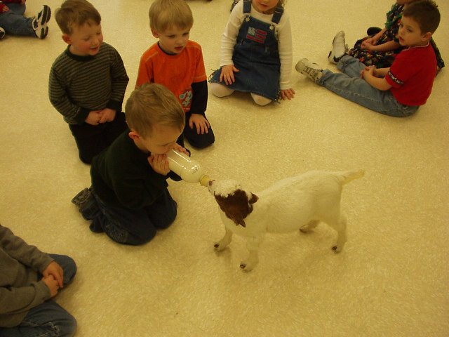 Elijah is showing his class how to feed a baby goat.