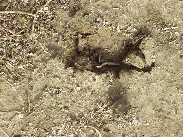 Elijah MADE me take a picture of the worm that he dug up :)