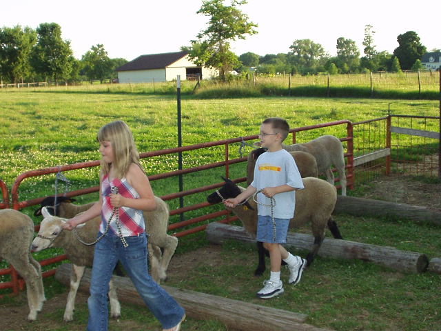 This is the back-up sheep that Timothy is walking. (Just in case Rupert is out of town) Timothy named him SuperLamb!?!?!
