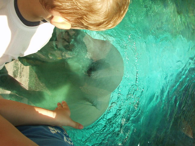 The Polar Bear came right up to the window where Elijah was standing!!!! Love this picture!