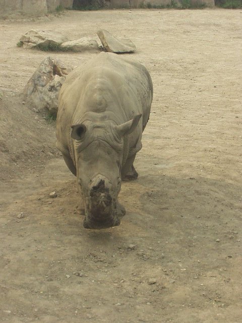 Of course to young children I look like a Dinosaur!!