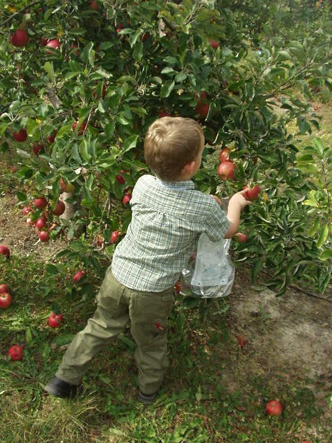I think this is a good apple to pick!!