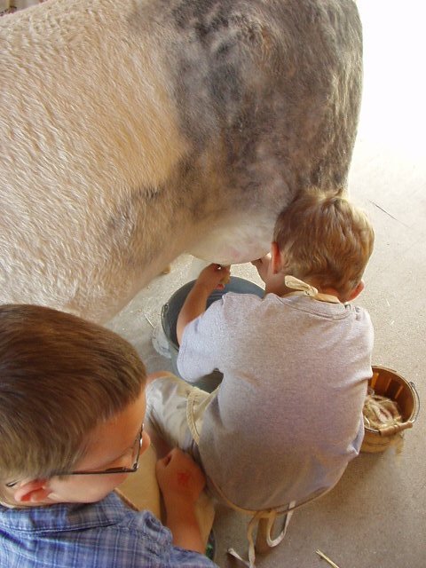 Elijah is a pro at milking!!!