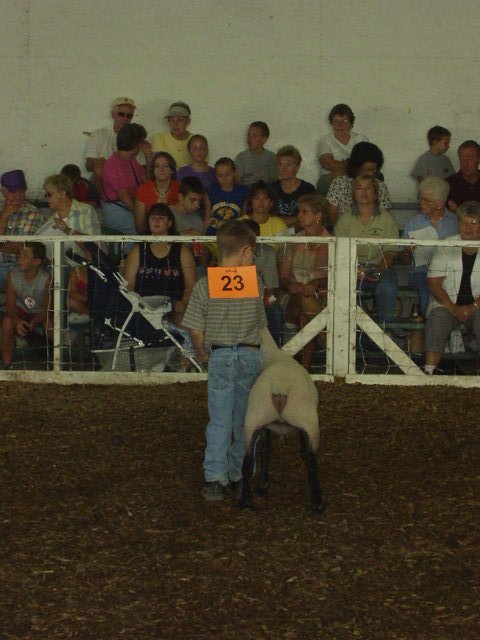 Timothy was ask to pull his lamb up first :)