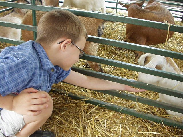 Timothy is feeding a goat at the State Fair!