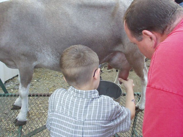 I don't think Timothy knew what to think about milking at first :)