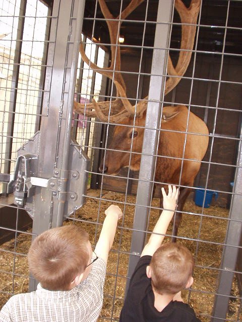 It looks like a moose!! No, it's an Elk...but, it looks like a moose! NO, it's an Elk! (x's 100) But, MOMMY!!!!!!!!