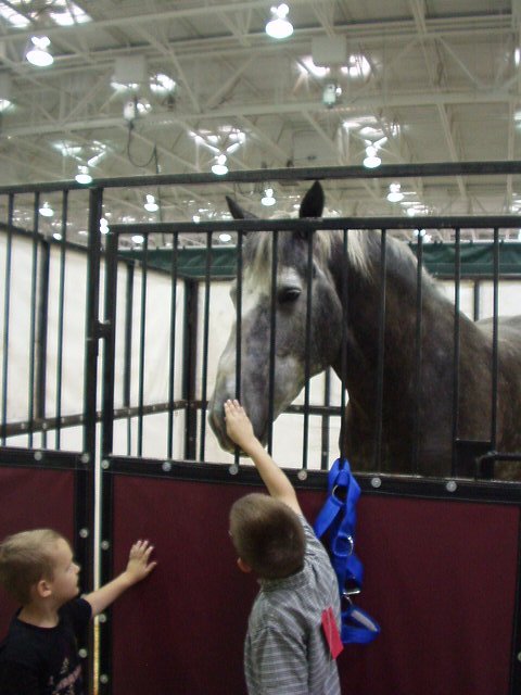 Wow! That horse is huge!
