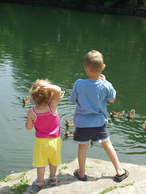 Here duck..duck..duck...