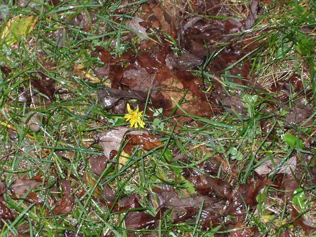 Look Earl...it's the last Dandelion!