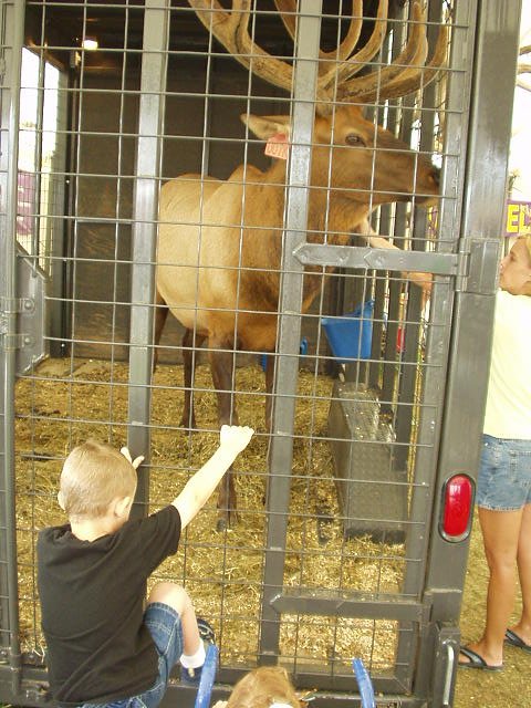 Elijah decided he wanted to get in the cage also :)  ((like the Elk has a choice))