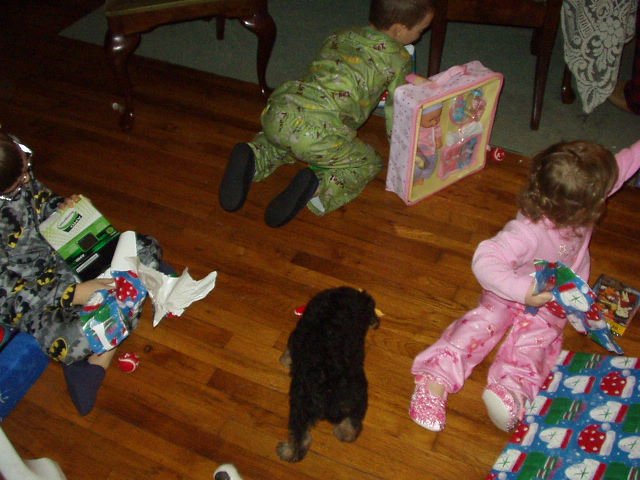 Scruffy is going after his toy also :)