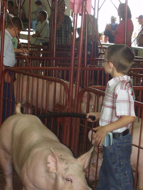I am looking for the judge. Mamaw said to keep control of my pig and eye contact with the judge :)